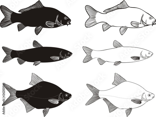 Fish - Carp, Grass carp, Bream high