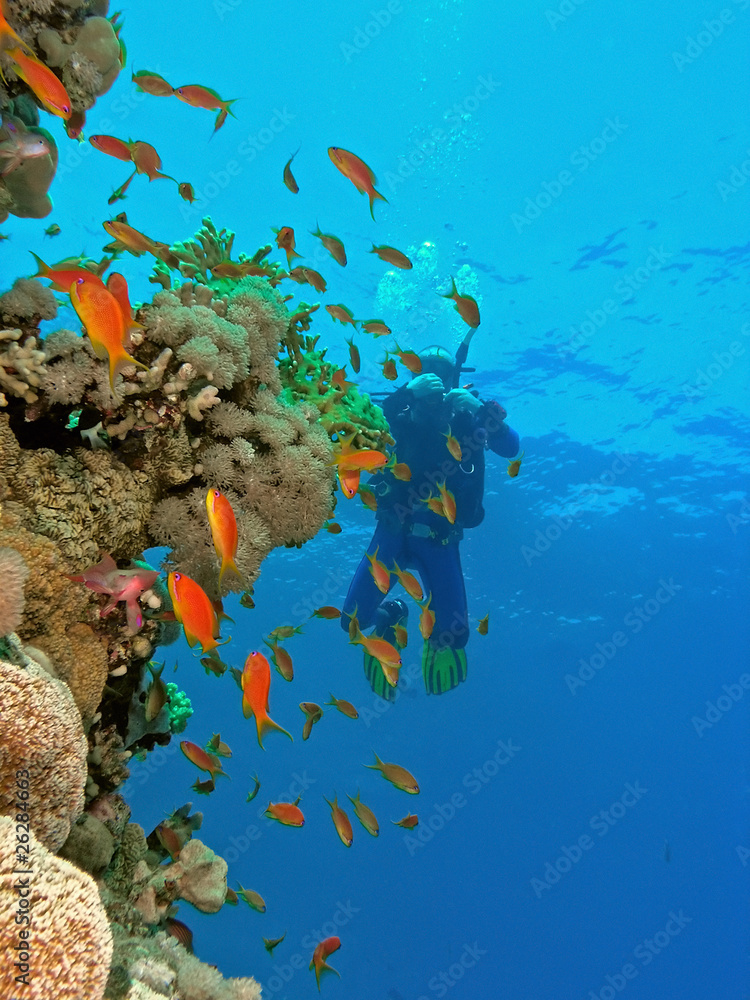 Diver under the coral reef