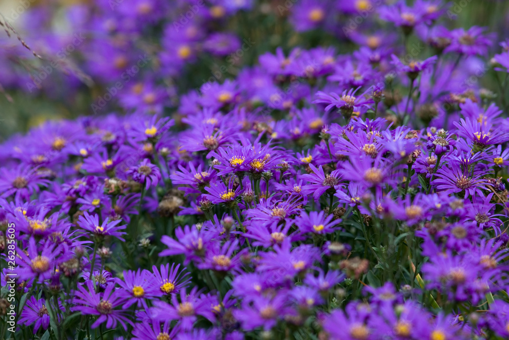 Obraz premium Italian garden flowers-asters