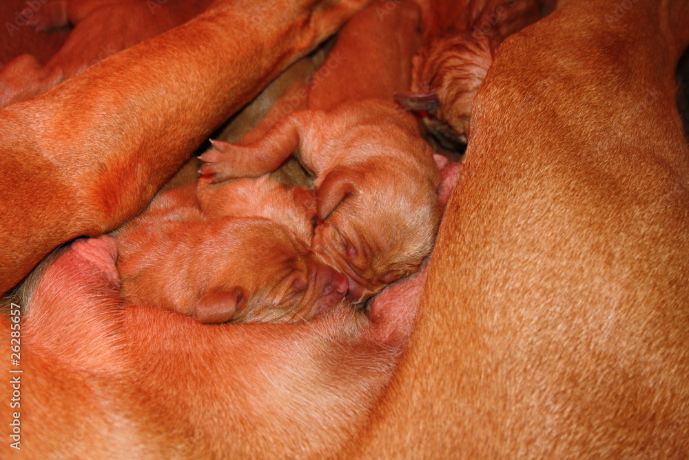 Fototapeta premium Magyar Vizsla Welpen