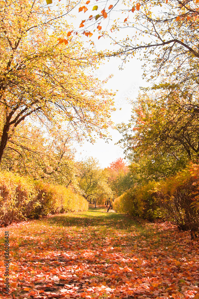 Autumn landscape