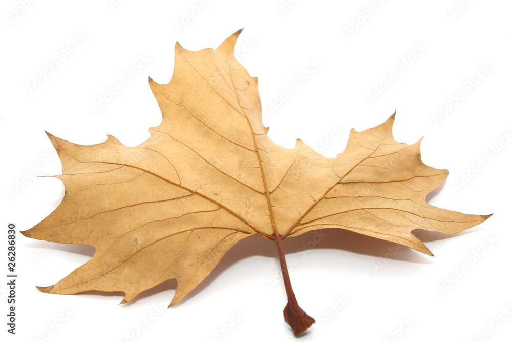 leaf