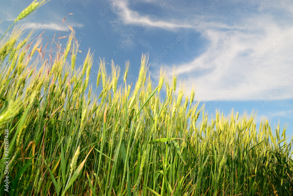 Obraz premium Wheaten field