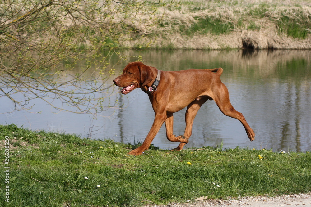 Magyar Vizsla Rüde