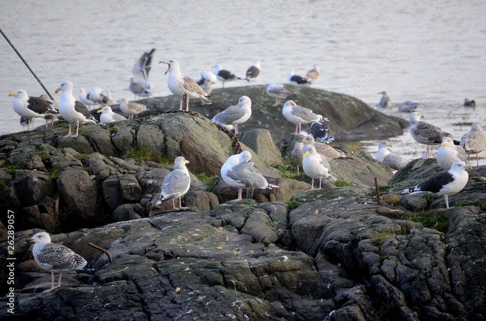 Obraz premium Stormo