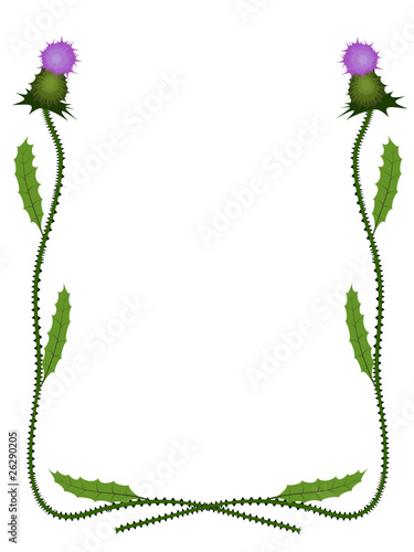 thistle frame pattern