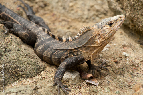 Iguana closeup detail