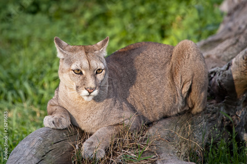 Puma or Cougar in Patagonia  - Puma concolor