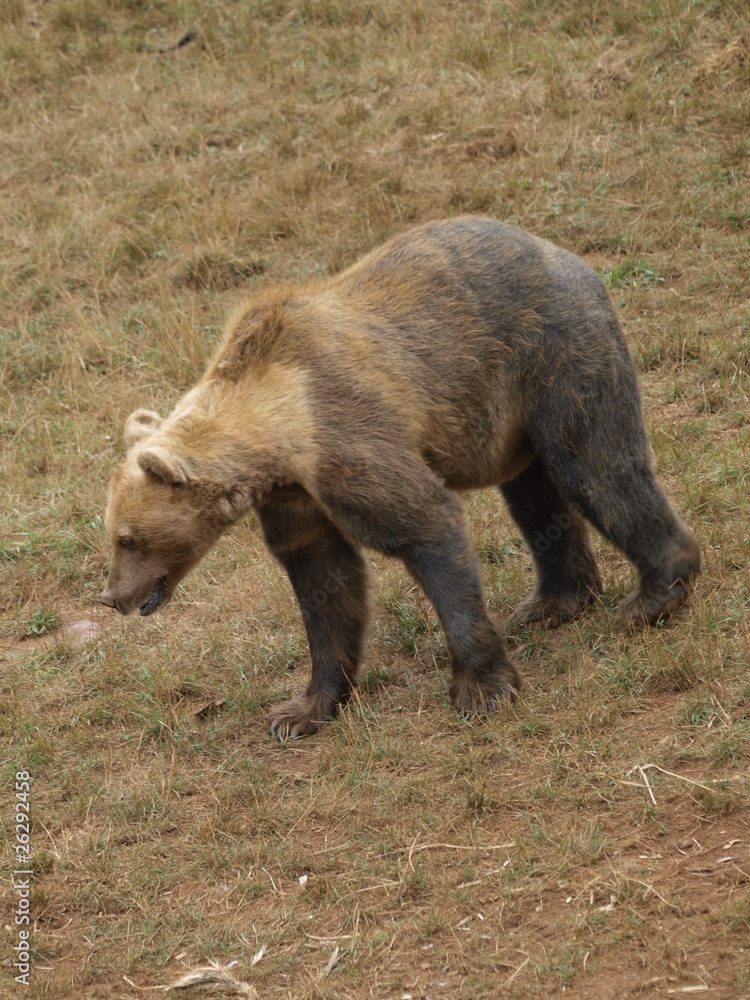 Oso pardo