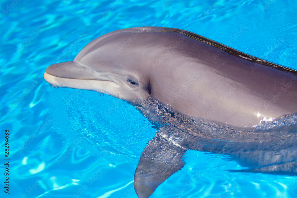Obraz premium Beautiful dolphin in the water