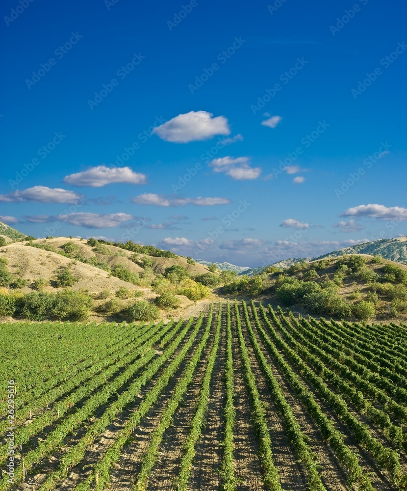 vineyard in a mountains valley
