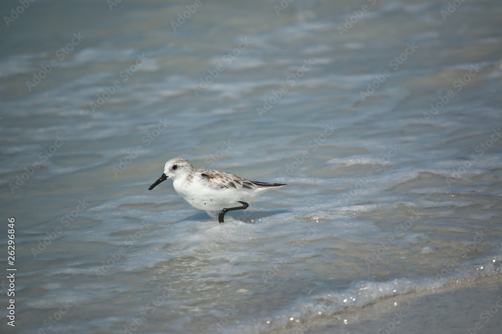 Fototapeta premium Sanderling on the Shore