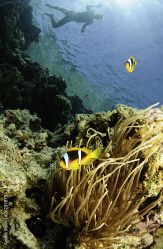 anemone fish and snorkeler