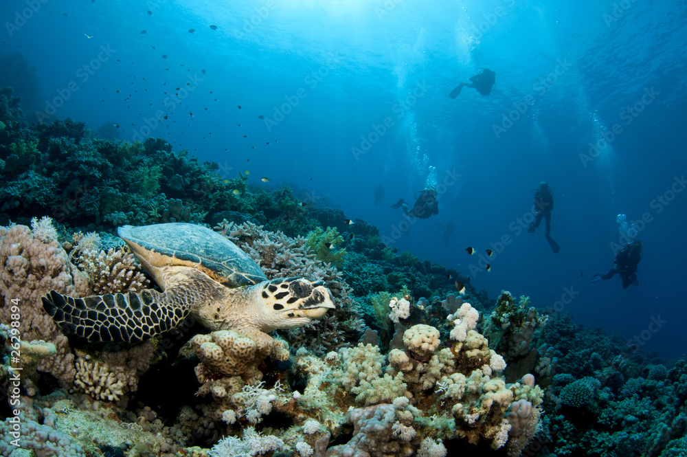 Fototapeta premium Hawksbill turtle with slhouetted divers in background