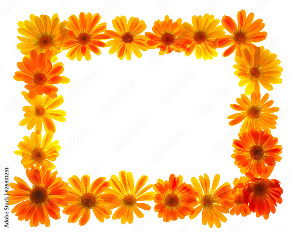 floral frame floral frame