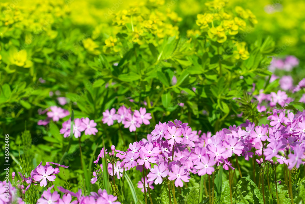 Obraz premium 野生の桜草の花とノウルシ