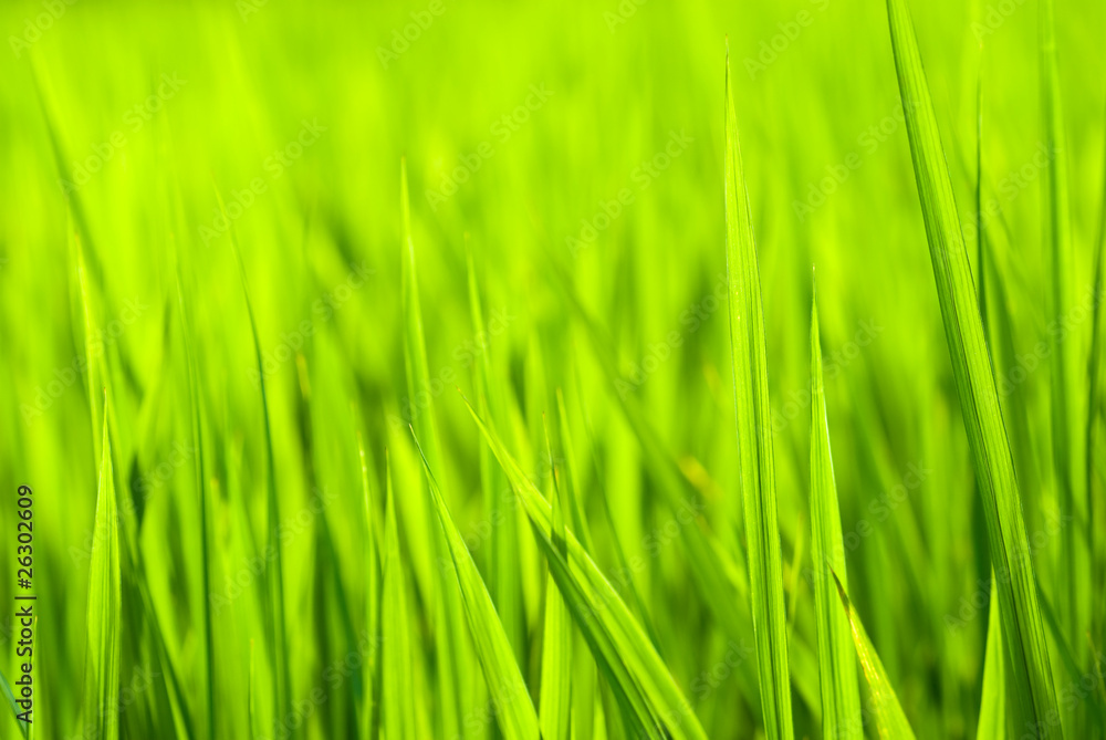 稲の緑の葉