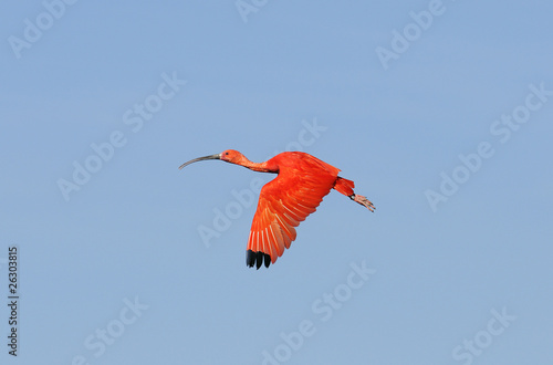 Ibis rouge