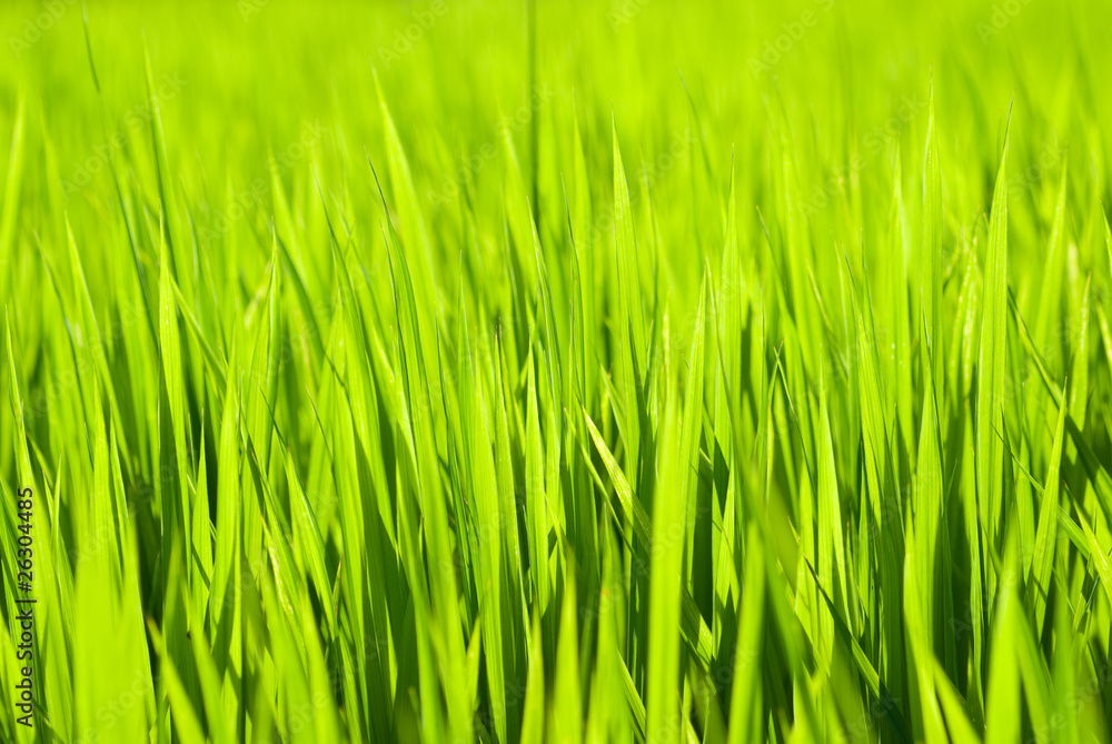稲の緑の葉