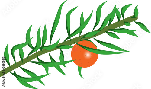 The branch of the orange tree