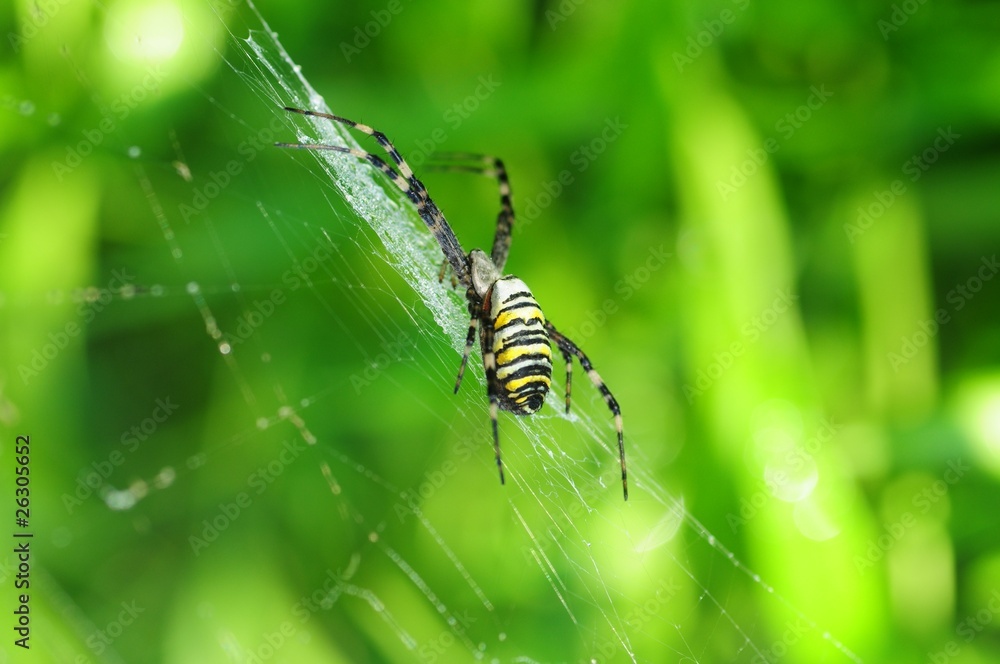 Spinne im Netz Spinne im Netz