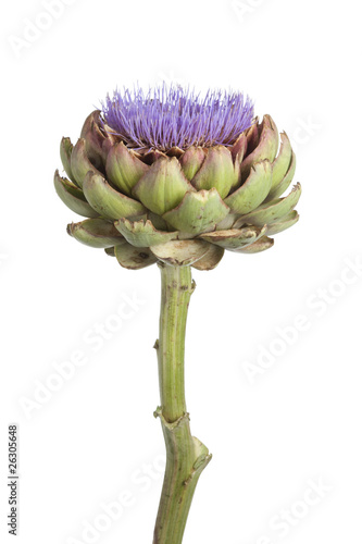 Purple flowering Artichoke photo