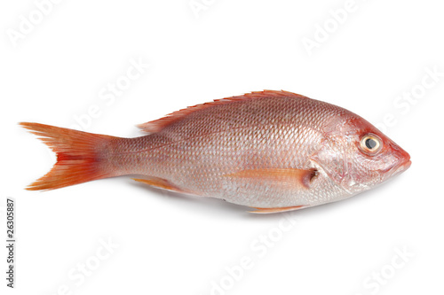 Whole single fresh raw red snapper