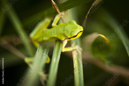 Zielona żabka rzekotka drzewna na trawie © sitriel
