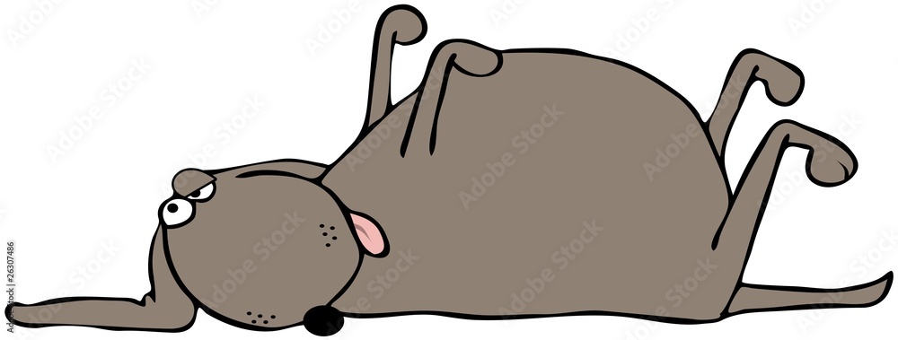 Fototapeta premium Dead Dog