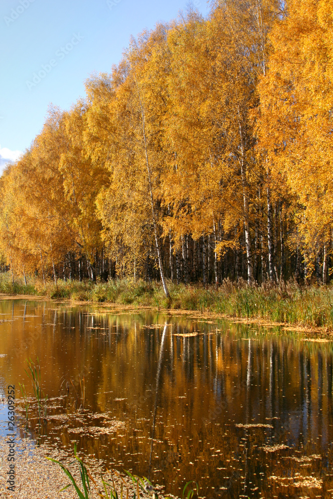 Fototapeta premium Beautiful landscape in park . Autumn scene