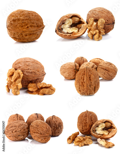 walnut