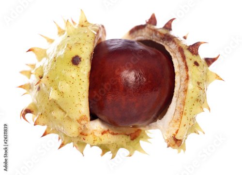 horse-chestnut conker