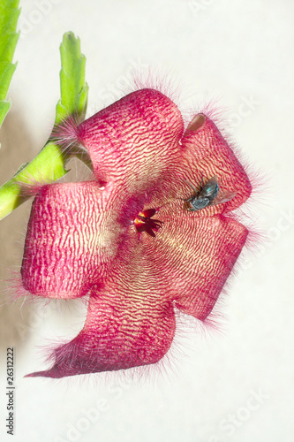 Stapelia gigantea / carrion flowerv isolated on white photo