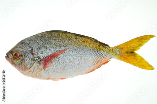 Yellow Tail Fish On White background