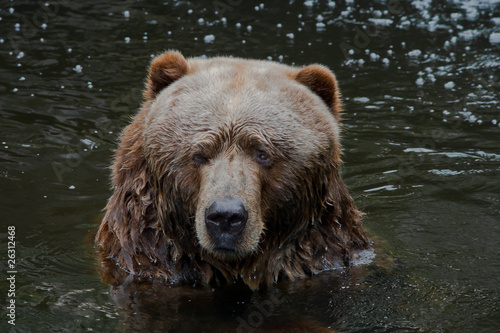 Photos Kodiak bear