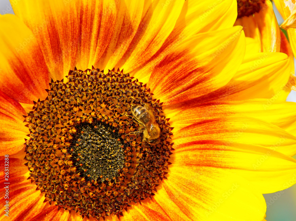 Fototapeta premium blumen #15