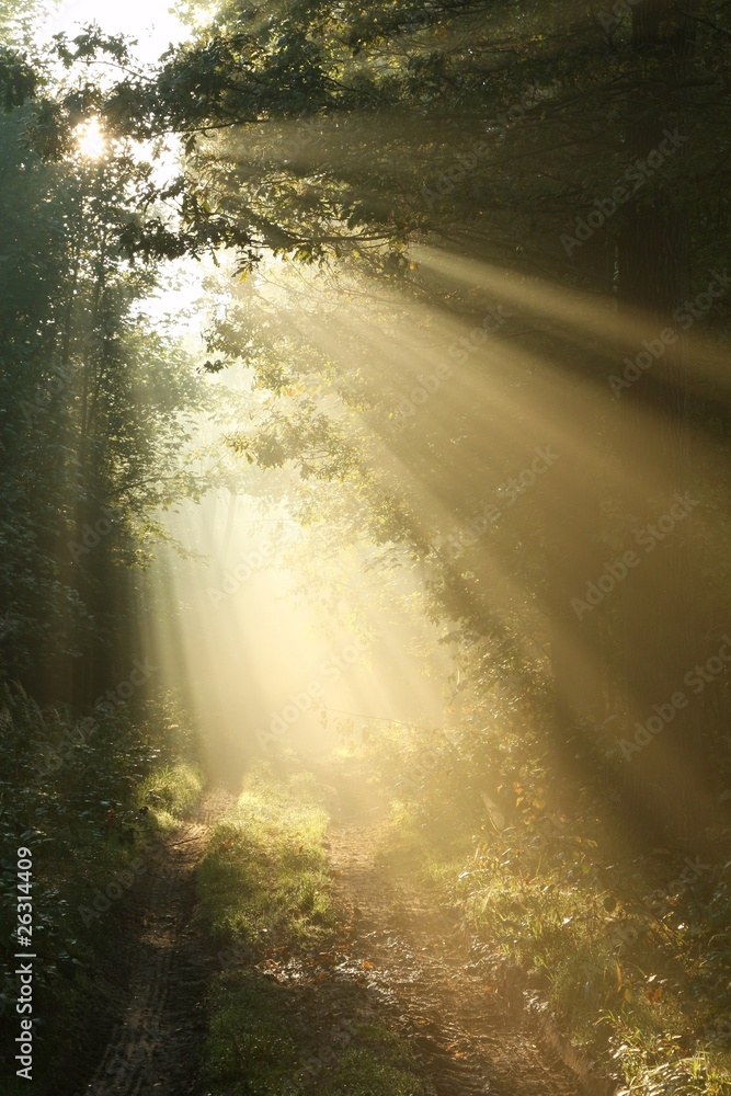 Misty forest path at dawn on the first day of autumn