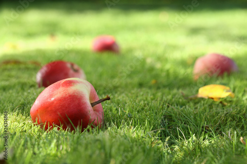 Fallen apples.