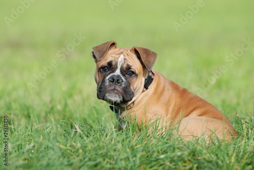 Olde English Bulldog Spike © ScullyPictures