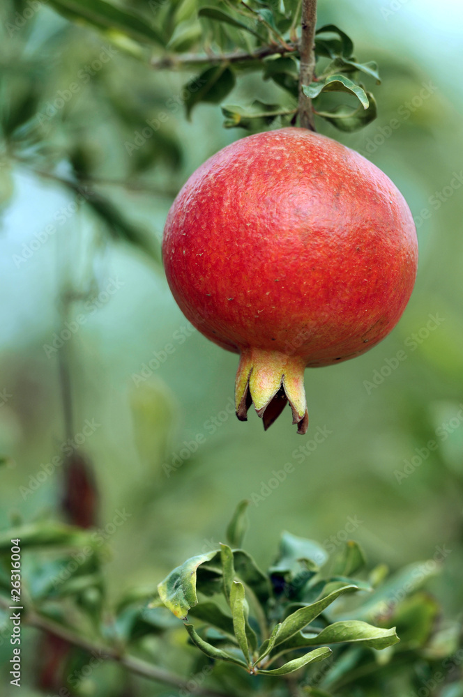 pomegranate close up on tree in a farm garden, Israel pomegranate close up on tree in a farm garden, Israel