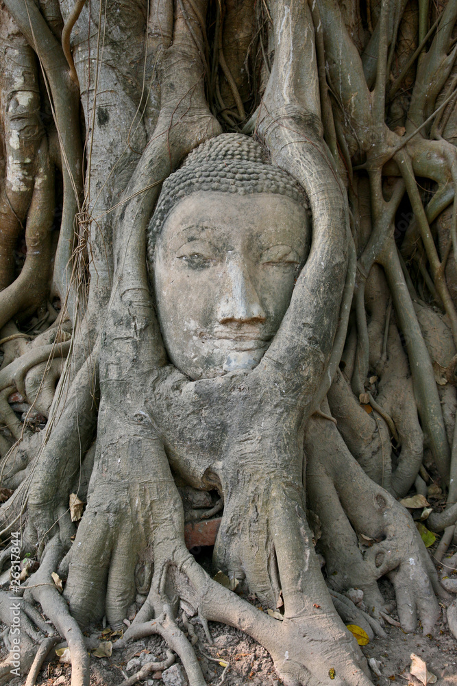 Buddha Head in trree , thailand