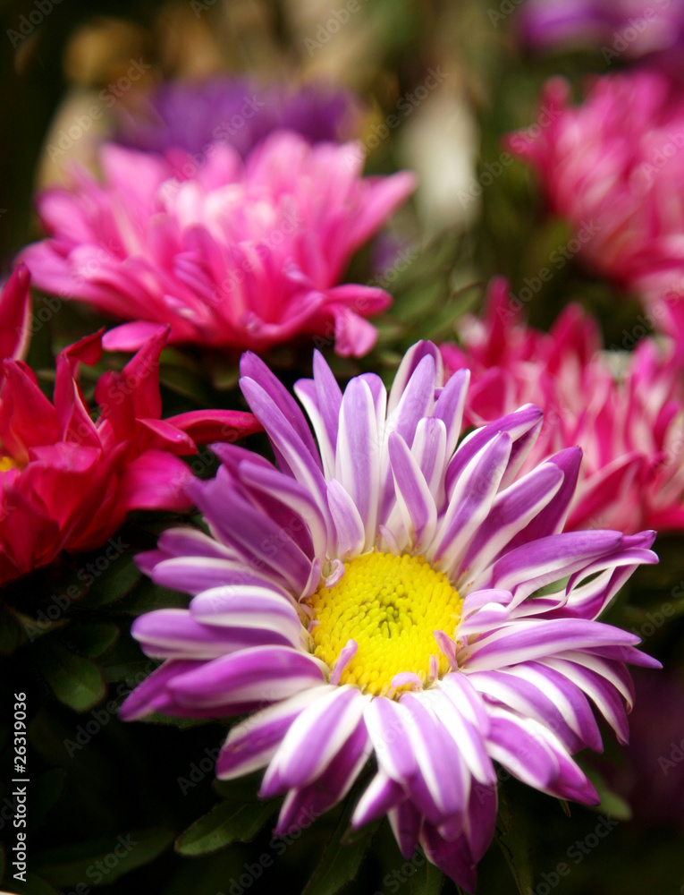 Fototapeta premium Autumn violet aster