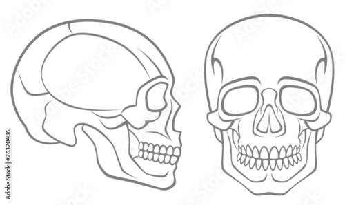 human skull
