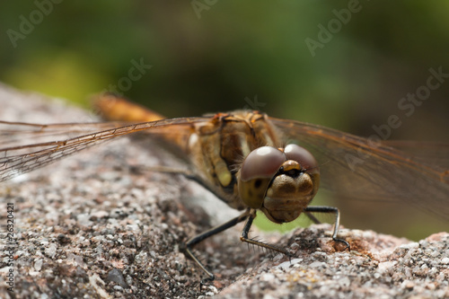 Dragonfly © Johan van Beilen