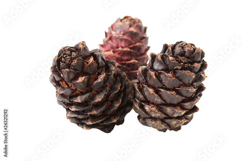 pine cone
