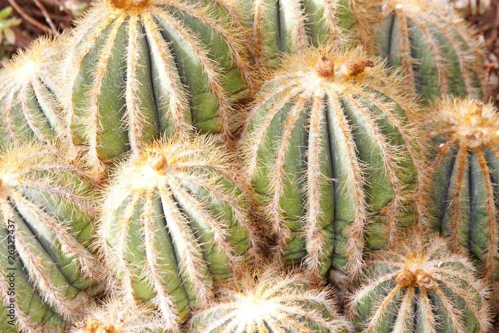 Green cactuses Green cactuses