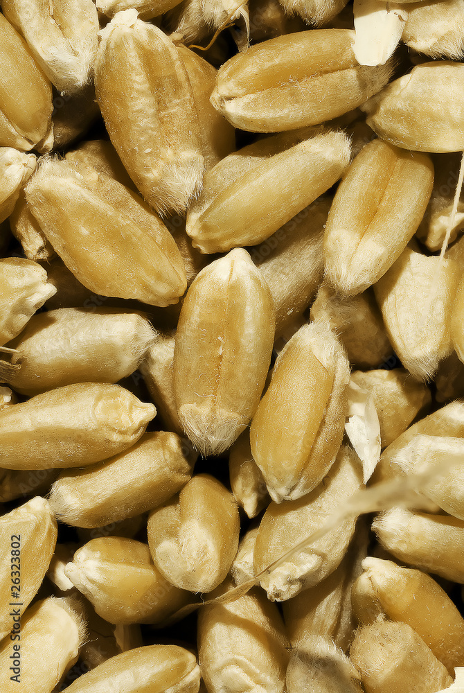 Closeup of grains of wheat Closeup of grains of wheat
