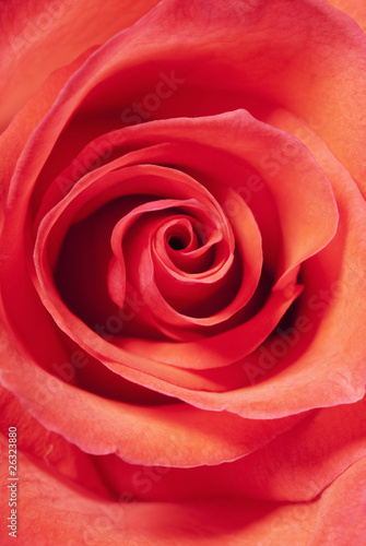 bud of a rose close up