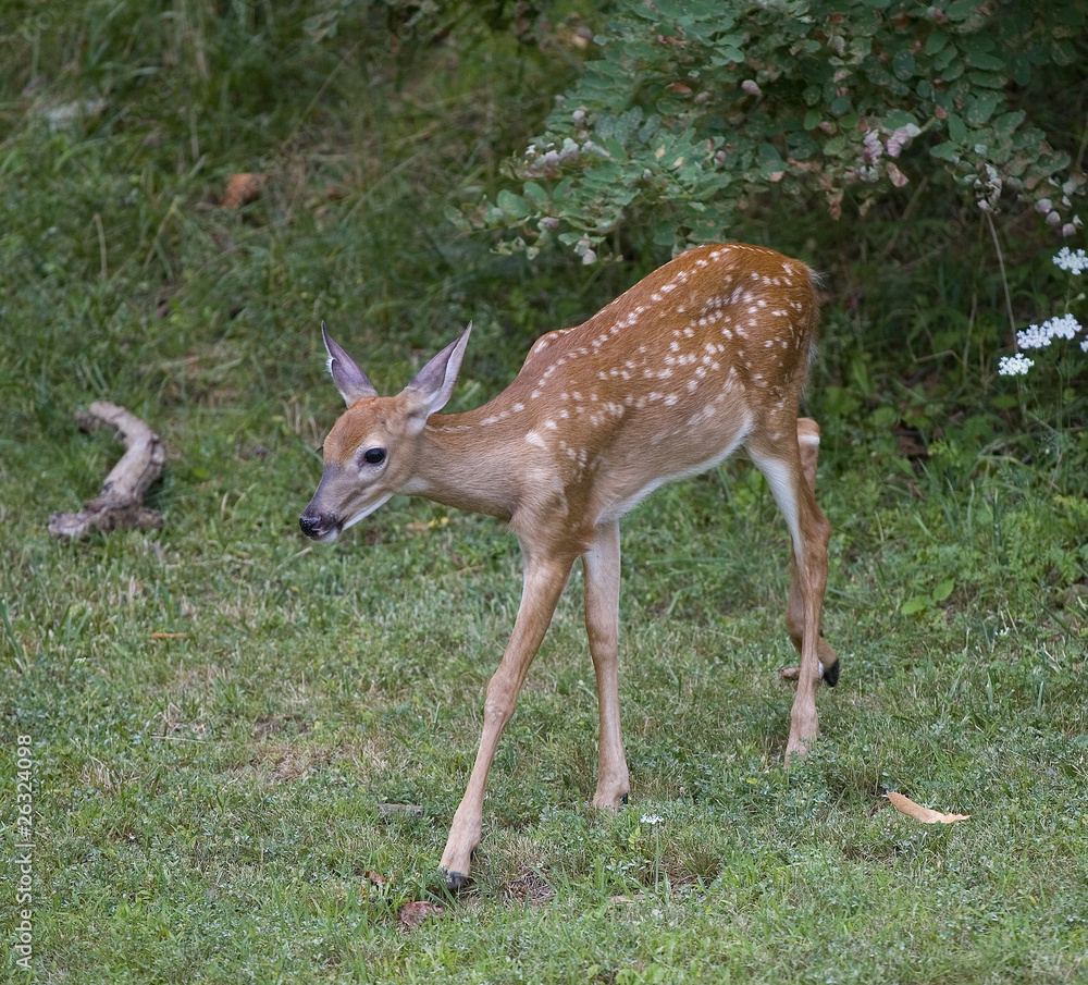Walking deer fawn