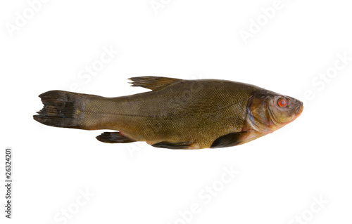 Raw tench isolated on white background